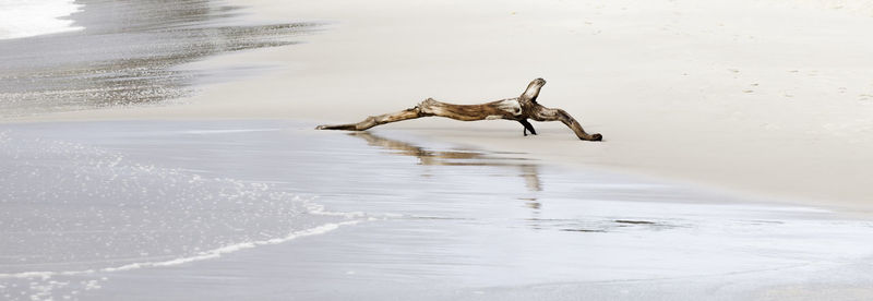 View of lizard on beach