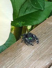 High angle view of insect on leaf