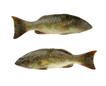 Close-up of fish against white background