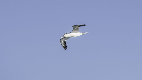 Low angle view of bird flying against clear sky