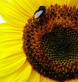 Close-up of honey bee on sunflower