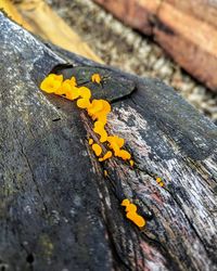 Close-up of yellow leaf on wood