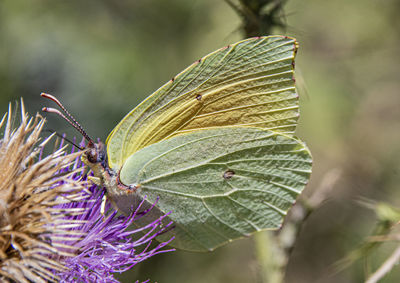 Close-up of purple flowering plant