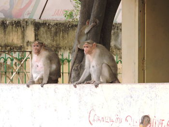 Monkeys on stone wall