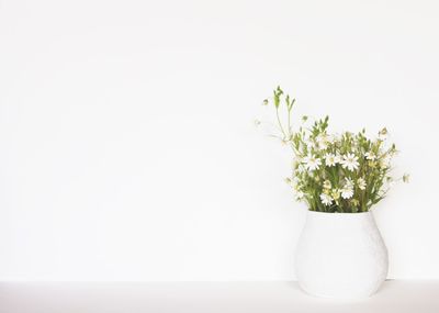 Flower in vase against white background