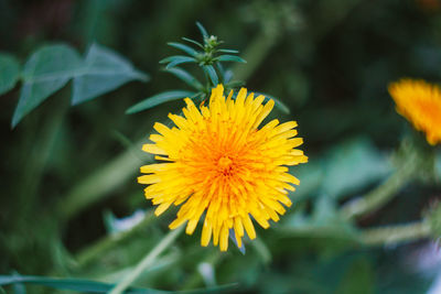 Close-up of yellow flowering plant