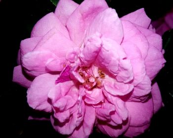 Close-up of pink flowers against black background