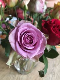 Close-up of pink rose