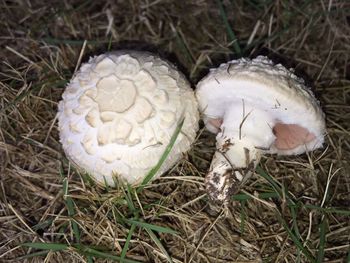 Close-up of mushroom growing on field