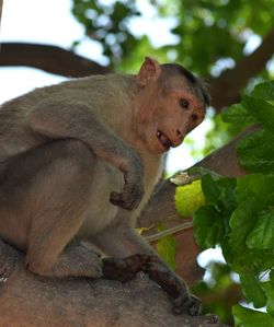 Close-up of monkey sitting on tree