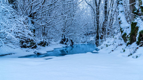 Snow covered bare trees on field during winter