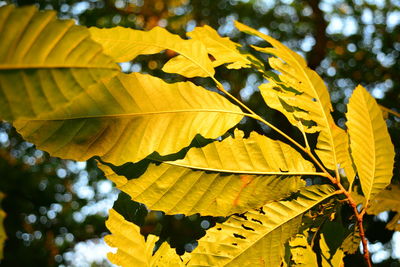 Close-up of yellow maple leaves