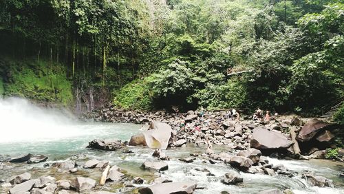 Scenic view of waterfall amidst trees