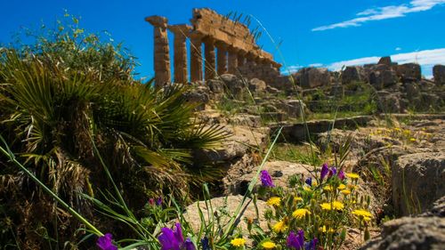 Cactus plants growing on old ruin land against blue sky