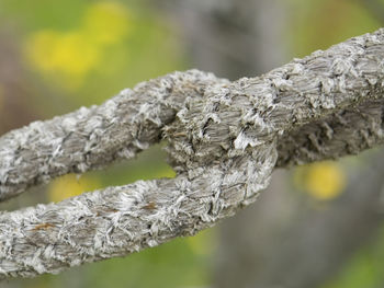 Close-up of rope tied up on wood