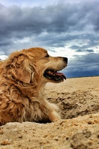 Close-up of dog sitting on sand at beach against sky