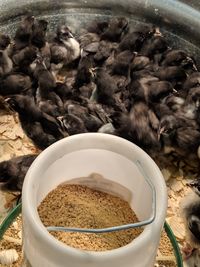 High angle view of a bird in bowl