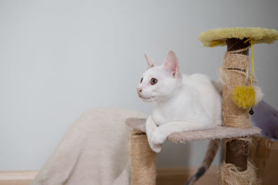 Close-up of a cat looking away