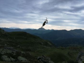 Bird flying over mountain range against sky