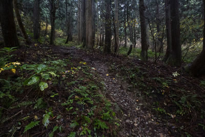 Scenic view of forest