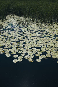 Close-up of water lily in lake