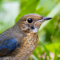 Siberian blue robin blue birds found in sabah, borneo