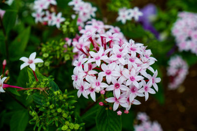 Close-up of pink flowering plants in park