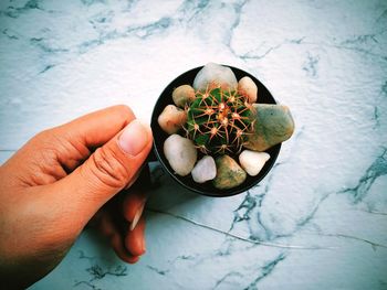 High angle view of person holding succulent plant