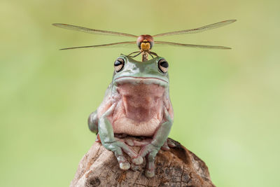 Close-up of insect