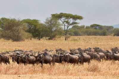 The great migration of wildebeest