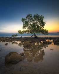 Tree on rocks by sea against sky during sunset