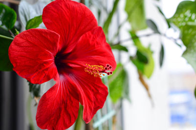 Close-up of red hibiscus blooming outdoors