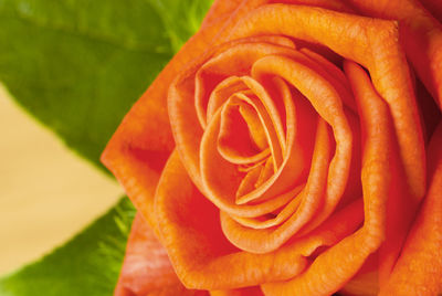 Close-up of red rose