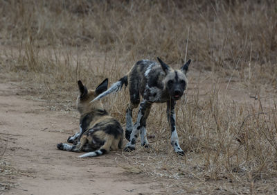 Dogs on a field