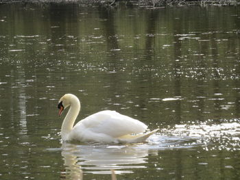 Swan swimming in lake