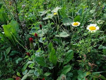 Close-up of flowering plants on field