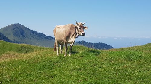 Cow in a field