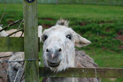 Close-up portrait of a donkey on wood