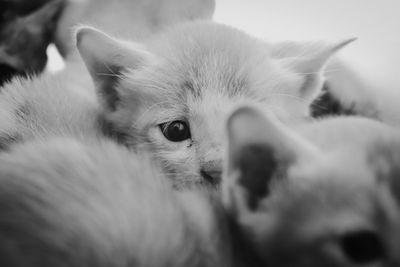 Close-up portrait of a cat