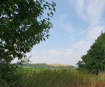 Scenic view of field against sky