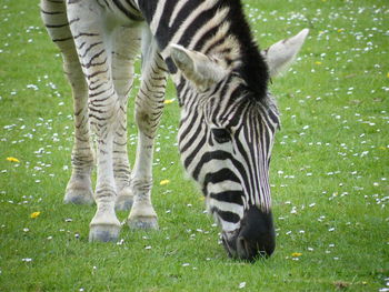 Low section of zebra standing on grass