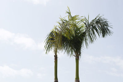 Low angle view of coconut palm tree against sky