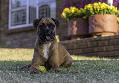 Portrait of a boxer dog sitting on grass