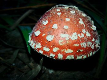 Close-up of red object