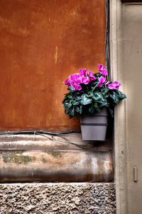 Close-up of pink flower pot against wall