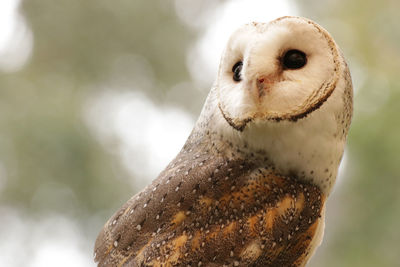 Close-up of barn owl perching