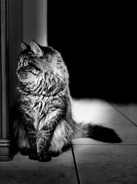 Cat looking away while sitting on floor at home