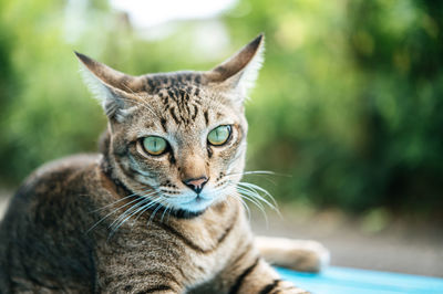 Close-up of tabby cat sitting on table against plants outdoors