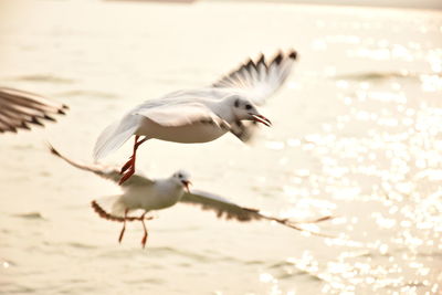 Seagulls flying over sea