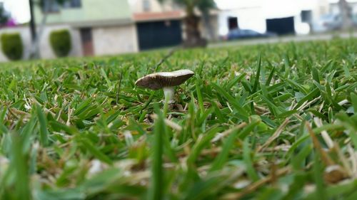 Close-up of snake on grass in field